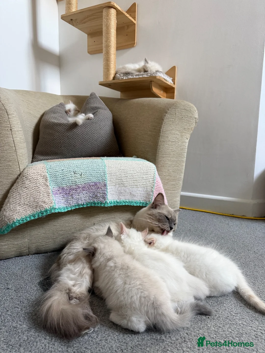 Ragdoll cats for sale: Gorgeous Cream-point Purebred Ragdoll boys - Advert 2