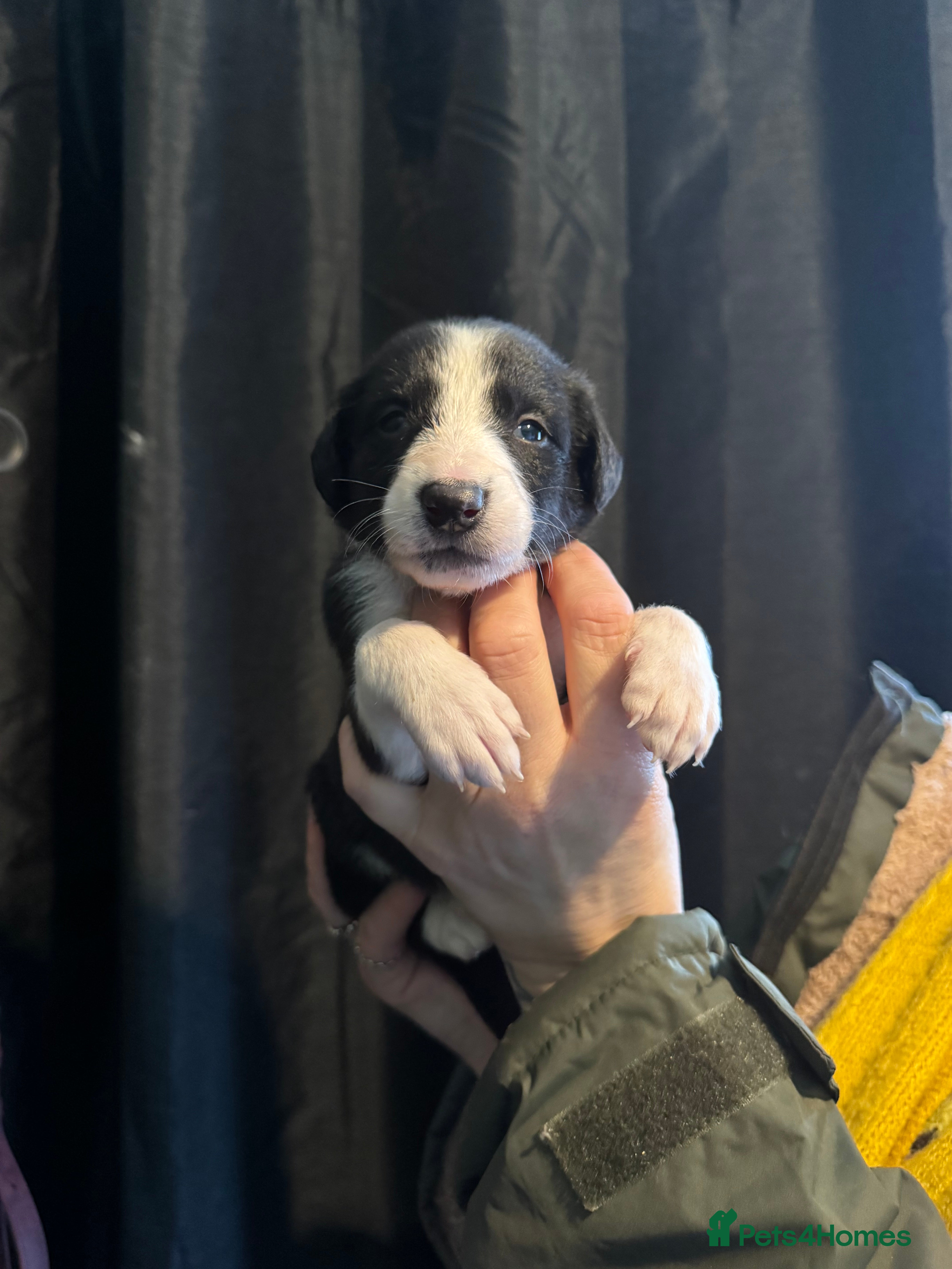 Mixed Breed dogs Saluki Greyhound puppies - Advert 14