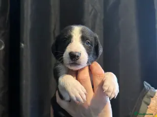 Mixed Breed dogs Saluki Greyhound puppies - Advert 14