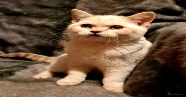 British Shorthair cats - Advert 11