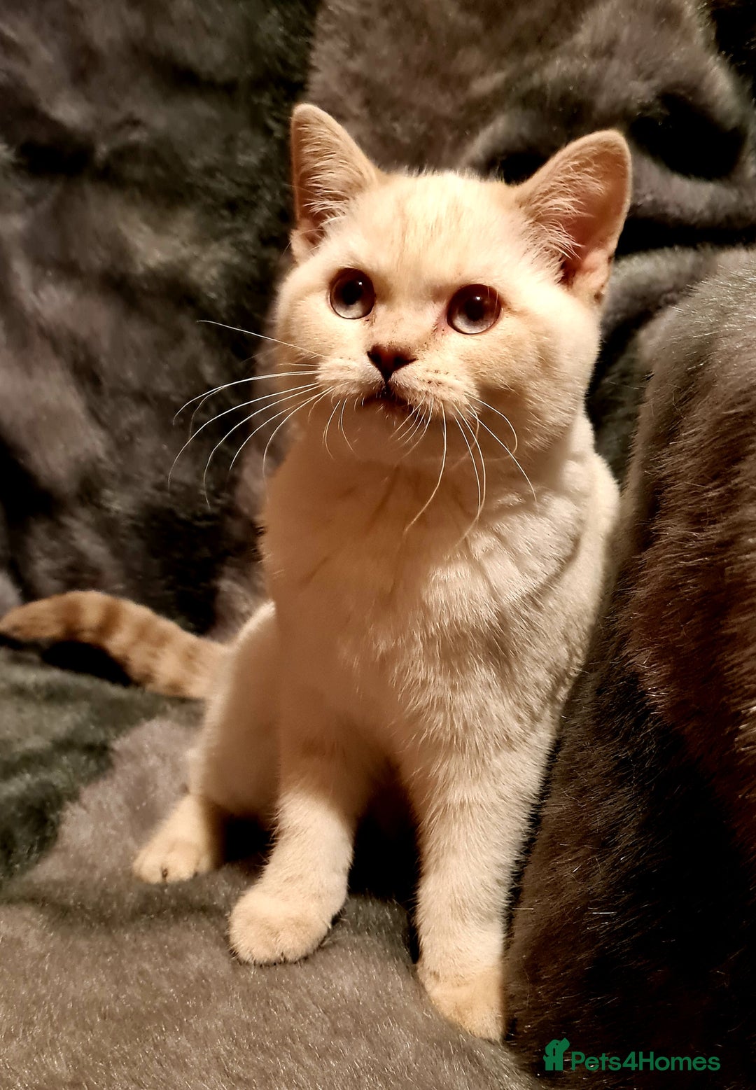British Shorthair cats for sale: British shorthair female - Image 3