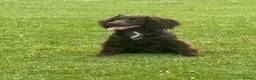 Cocker Spaniel dogs for sale: Six-month-old liver Cocker Spaniel  - Advert 1