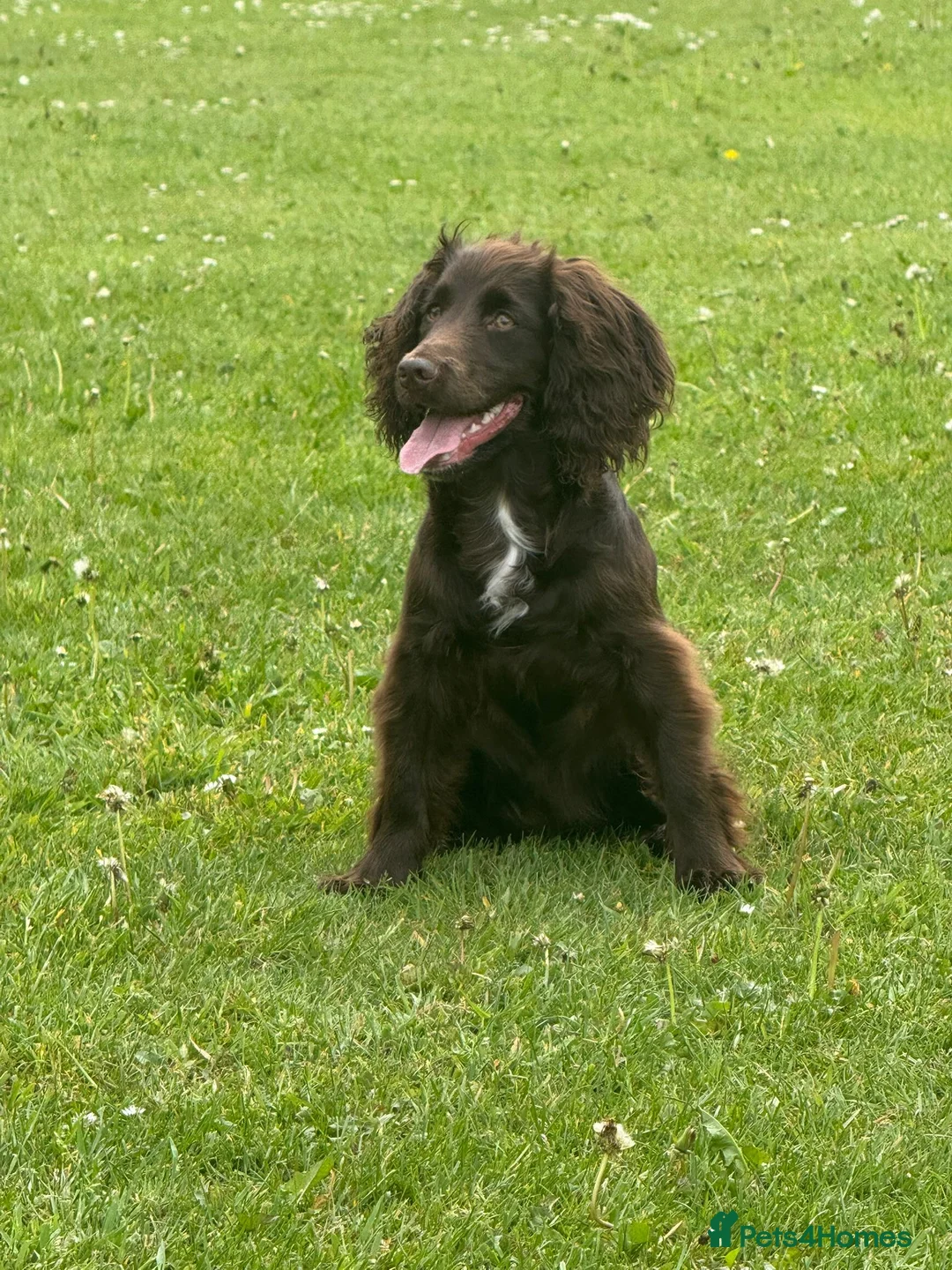 Cocker Spaniel dogs for sale: Six-month-old liver Cocker Spaniel  - Advert 1