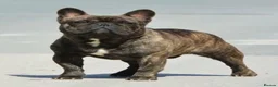 French Bulldog dogs for sale: KC QUALITY PUPPIES - Advert 17