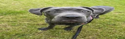 Cane Corso dogs for sale: Reluctantly rehoming my Beautiful Cane Corso - Advert 7