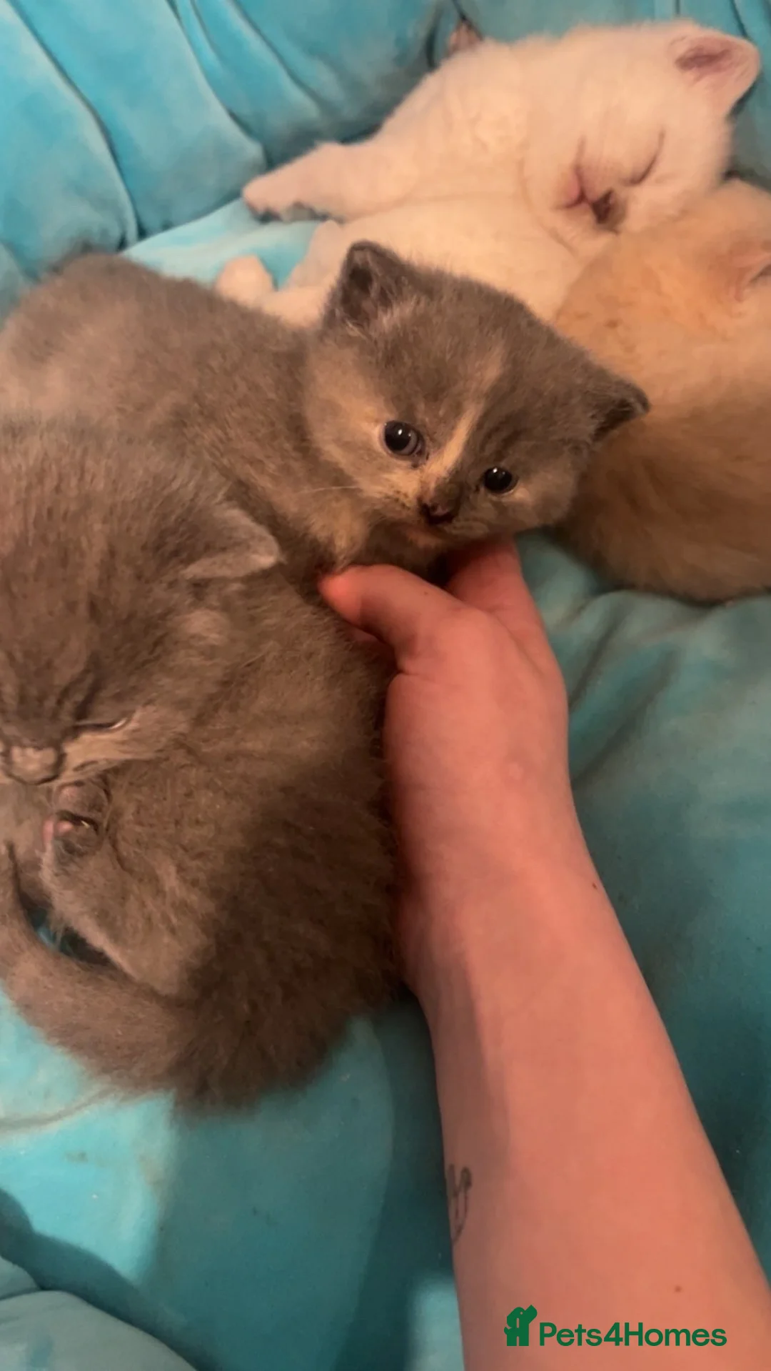 British Shorthair cats for sale: Beautiful British shorthair kittens  in Ruthin - Advert 2