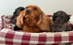Cockapoo dogs for sale: Beautiful F1 Cockapoo puppies  - Image 22