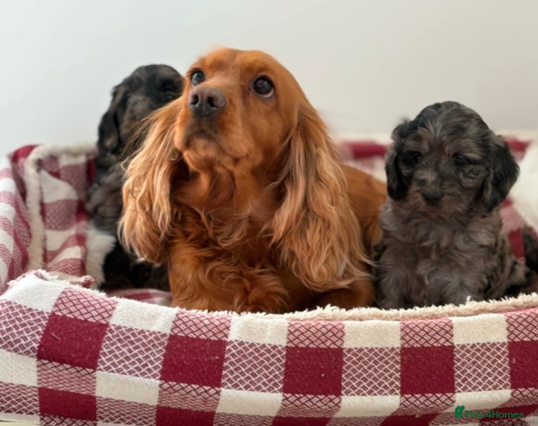Cockapoo dogs for sale: Beautiful F1 Cockapoo puppies  - Image 22