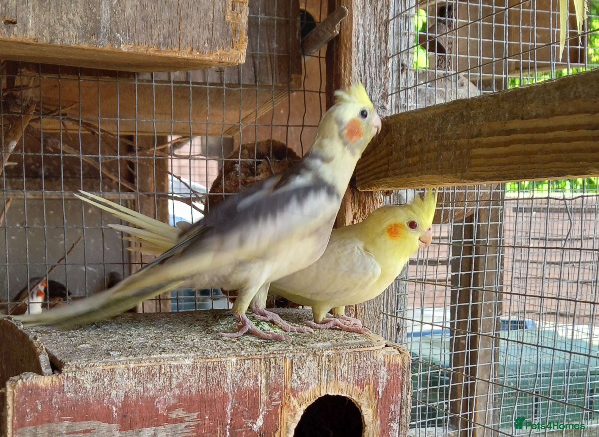 Cockatiels birds Baby  Cockatiels for sale  - Advert 4
