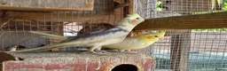Cockatiels birds for sale: Baby  Cockatiels for sale  - Advert 1