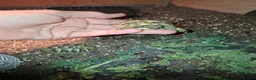 Hermann Tortoise reptiles for sale: Herman tortoises  in Canvey Island - Advert 2