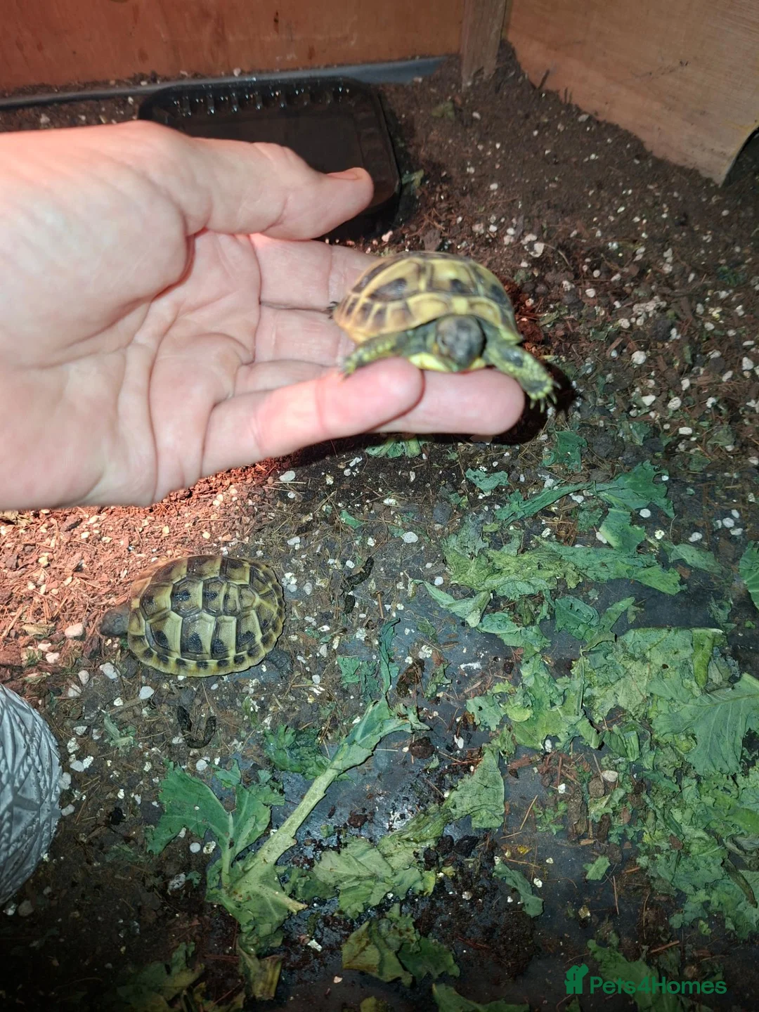 Hermann Tortoise reptiles for sale: Herman tortoises  in Canvey Island - Advert 2