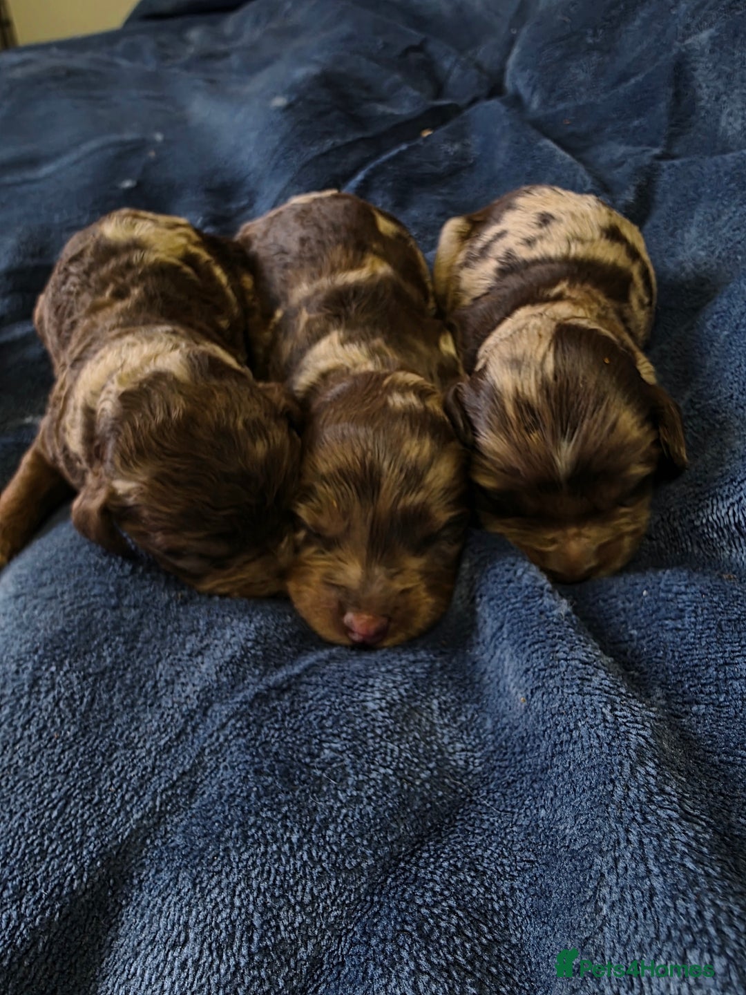 Cockapoo dogs for sale: Cockapoo puppies - Image 7