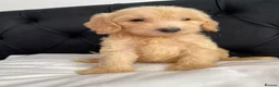 Cockapoo dogs for sale: Cockerpoo Puppies  - Advert 21