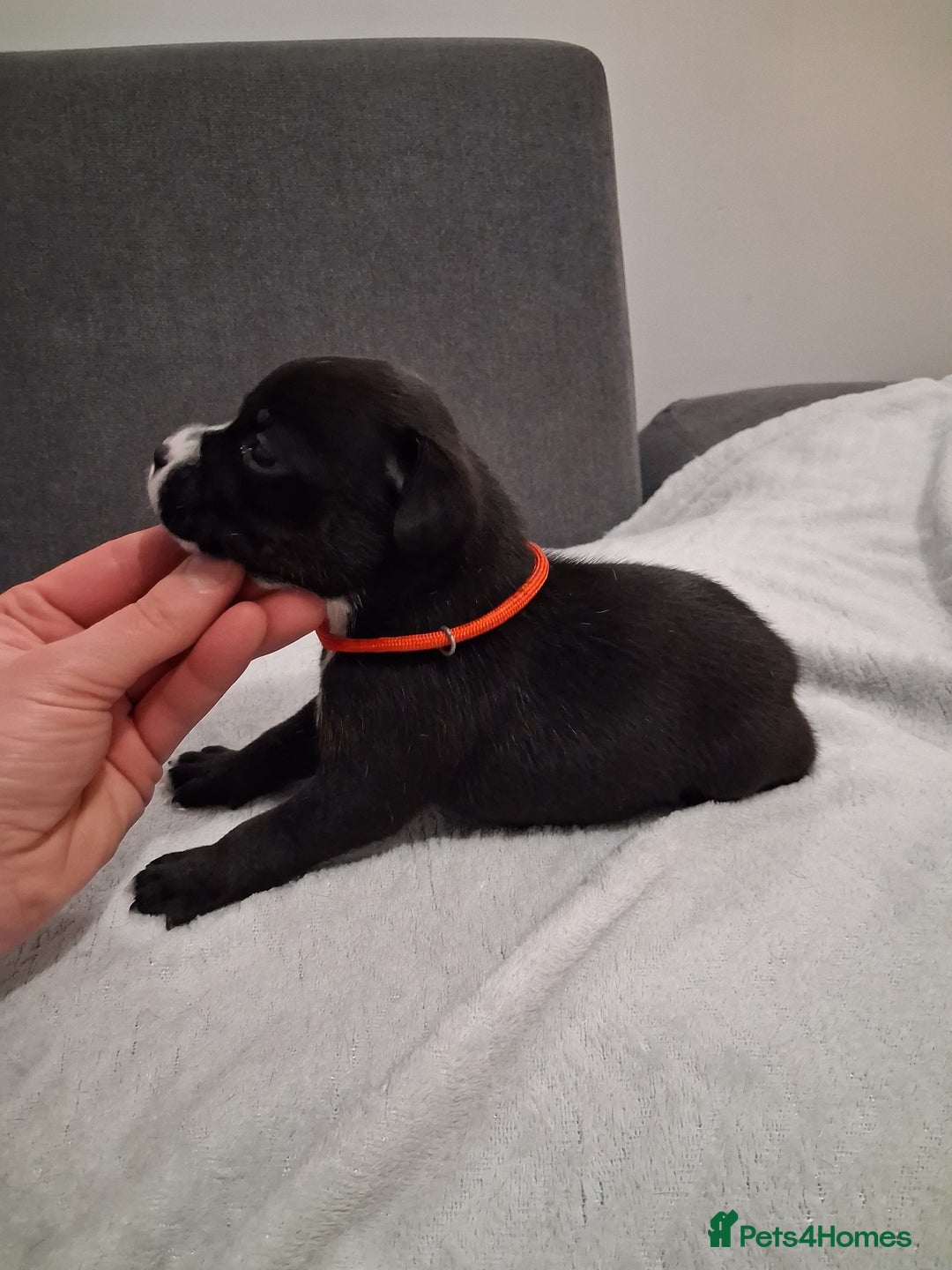 Staffordshire Bull Terrier dogs for sale: Show quality Staffordshire Bull Terrier - Advert 6