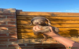 Dachshund dogs for sale: Beautiful Dachshund Puppies REDUCED  - Image 16