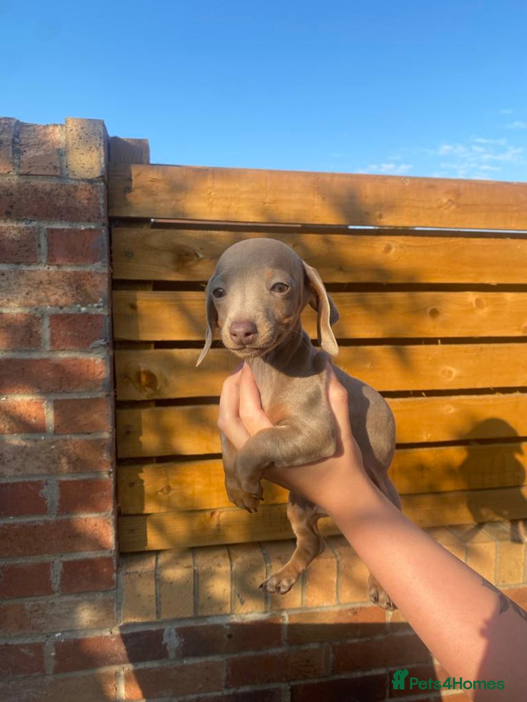 Dachshund dogs for sale: Beautiful Dachshund Puppies REDUCED  - Image 16