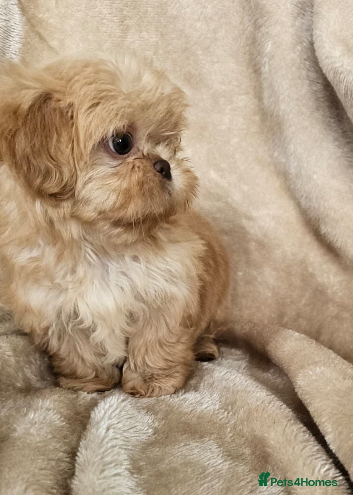 Shih Tzu dogs Ready now  - Advert 9