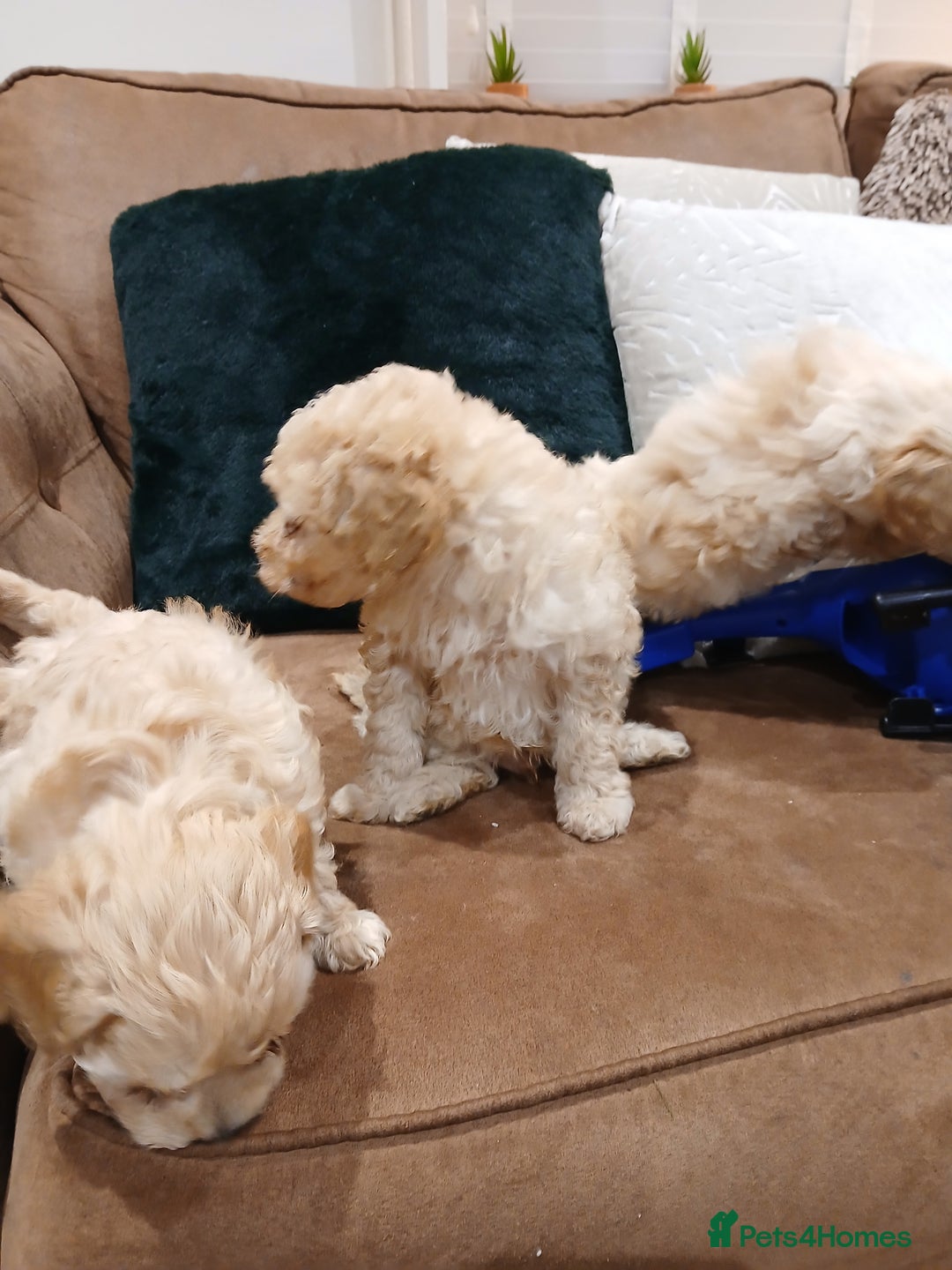 Maltipoo dogs for sale: Maltypoo pups - Advert 23