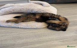 Pomeranian dogs for sale: Brindle Pomeranian  - Image 3