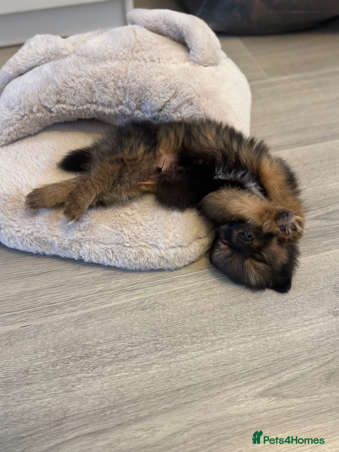 Pomeranian dogs for sale: Brindle Pomeranian  - Image 3