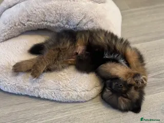 Pomeranian dogs Brindle Pomeranian - Advert 4