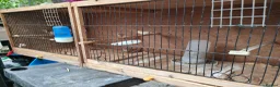 Canaries birds for sale: Male & Female Canaries for sale - Advert 14