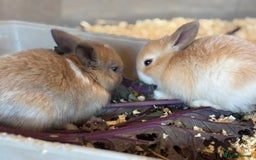 Mini Lop rabbits for sale: Mini Lops & Mini Lion Lops. Separate litters - Image 32
