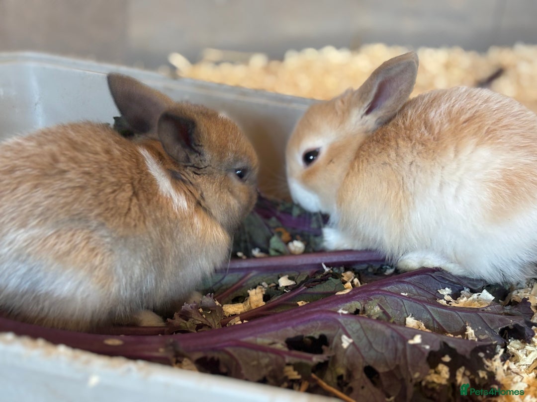 Mini Lop rabbits for sale: Mini Lops & Mini Lion Lops. Separate litters - Image 32