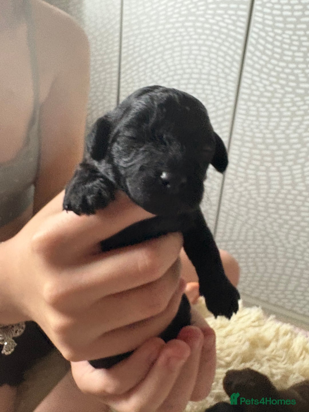 Shihpoo dogs for sale: Adorable Shihpoo puppies 🐾🐕🤍 - Image 4