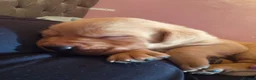 Labrador Retriever dogs for sale: Labrador puppys - Advert 2