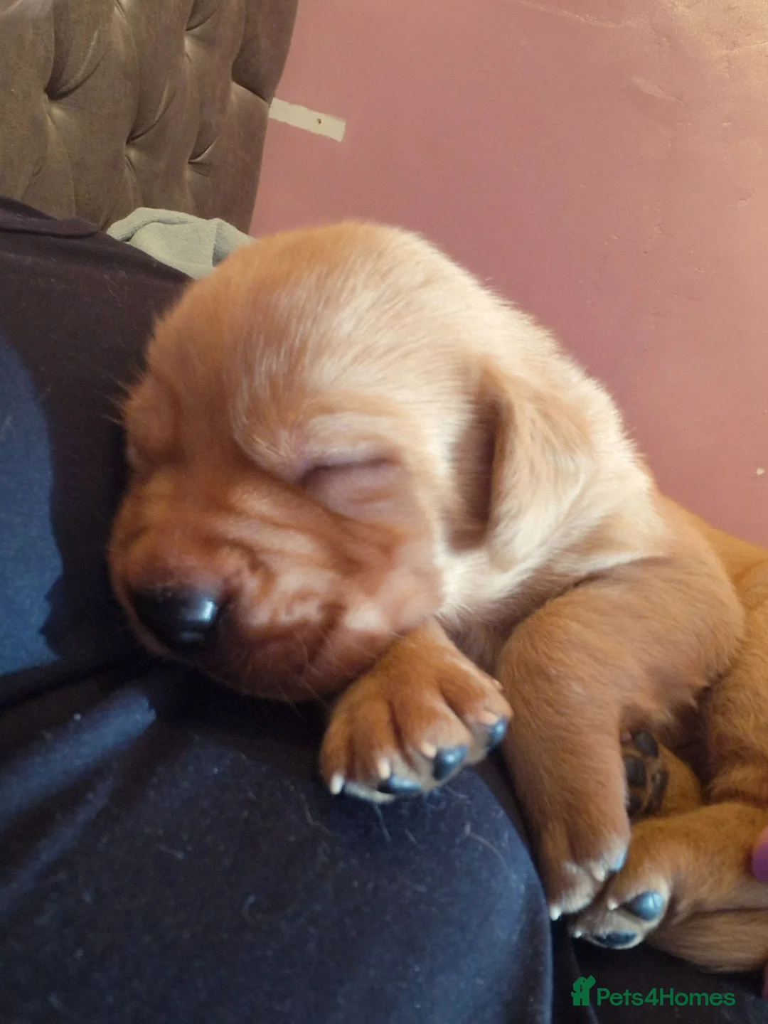 Labrador Retriever dogs for sale: Labrador puppys - Advert 2