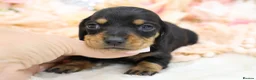Miniature Dachshund dogs for sale: KC Miniature Dachshund Puppies - Advert 38