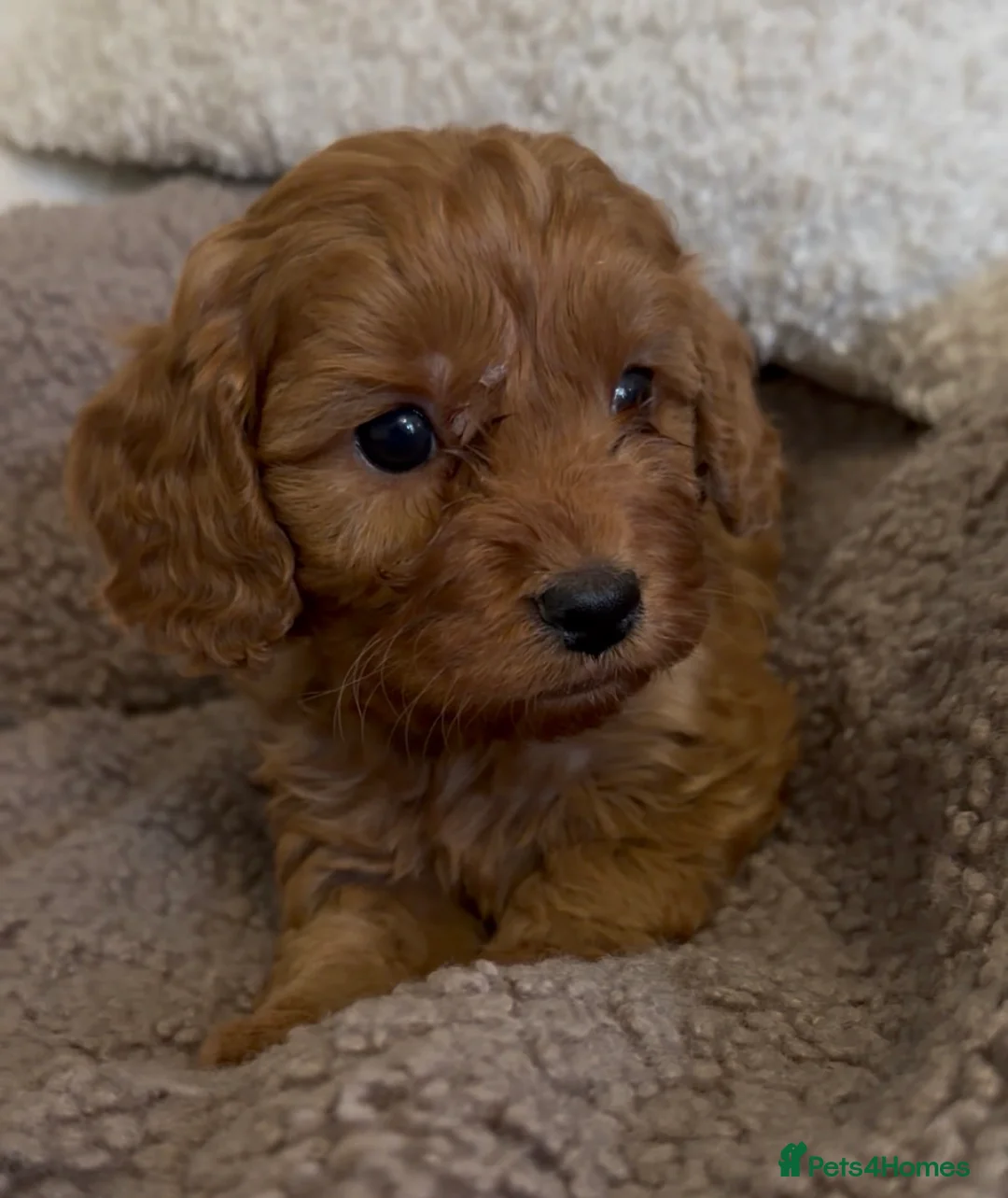 Cavapoo dogs for sale: F1 Cavapoo Puppies 🤎 3 girls, 2 boys 🤎 - Advert 11
