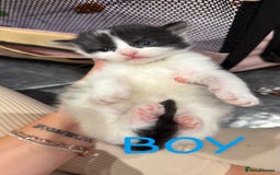 Mixed Breed cats for sale: Kittens for their forever home - Image 5