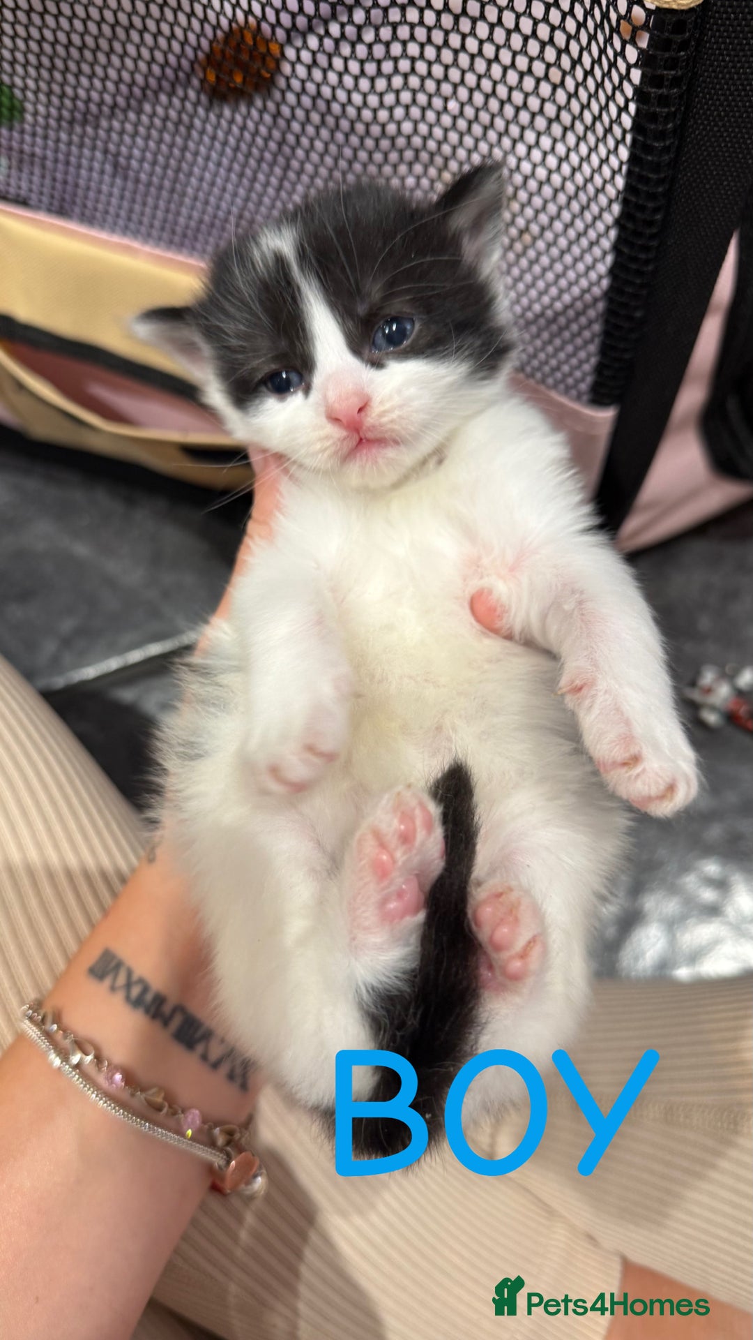 Mixed Breed cats for sale: Kittens for their forever home - Image 5