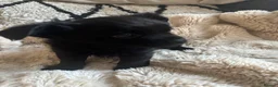 Chihuahua dogs for sale: Absolutely gorgeous chihuahua pups - Advert 20