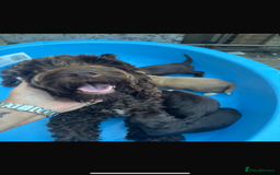 Cockapoo dogs for sale: Cockerpoo pups for sale - Image 8