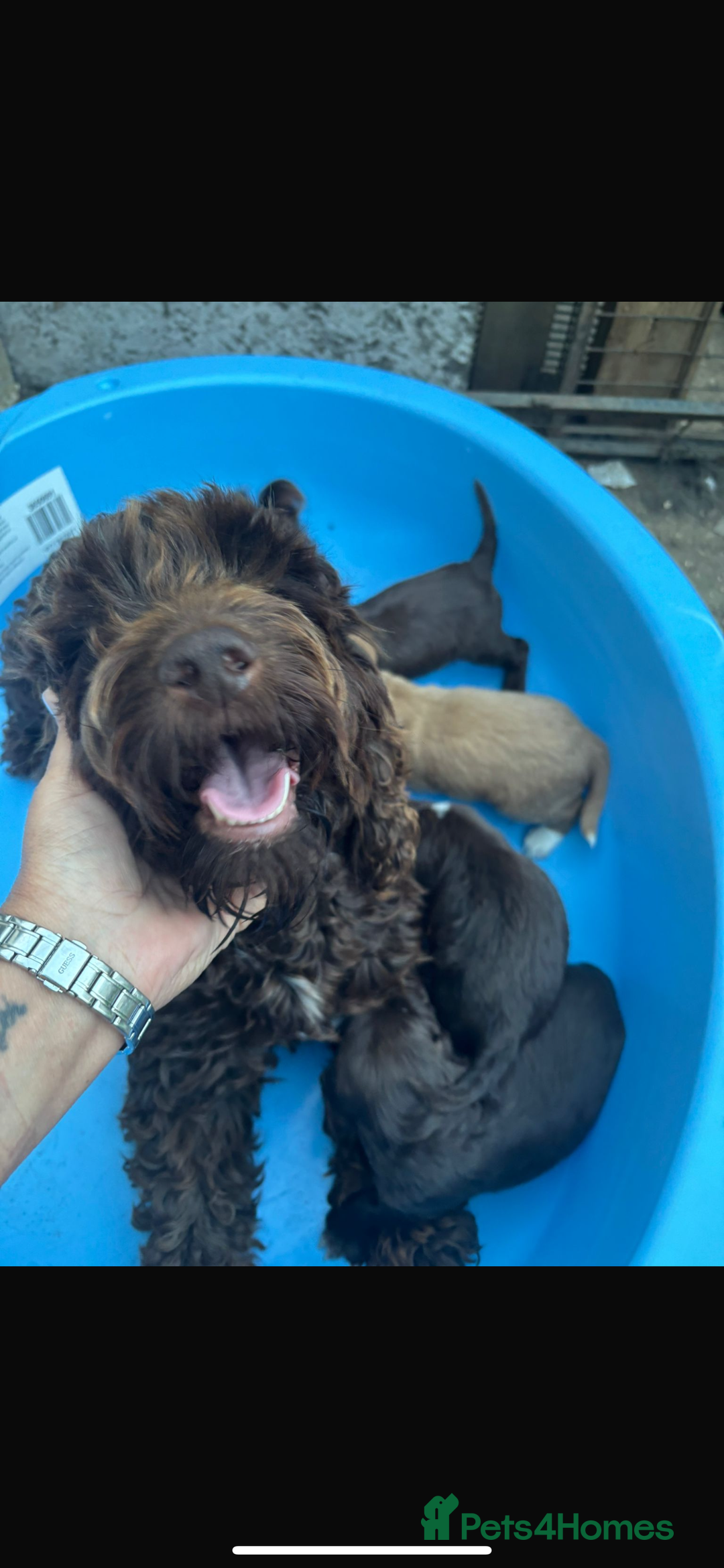 Cockapoo dogs for sale: Cockerpoo pups for sale - Image 8