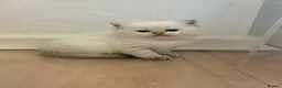 British Shorthair cats for sale: BRITISH SHORT HAIR NY12,GOLDEN , WHITE COLORPOINT - Advert 29