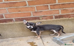 Chihuahua dogs for stud: Beautiful tri lilac boy - Image 1