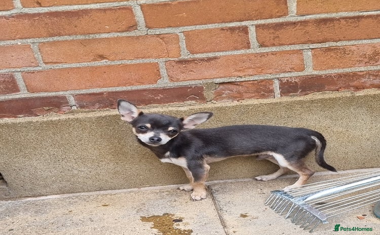 Chihuahua dogs - Advert 1