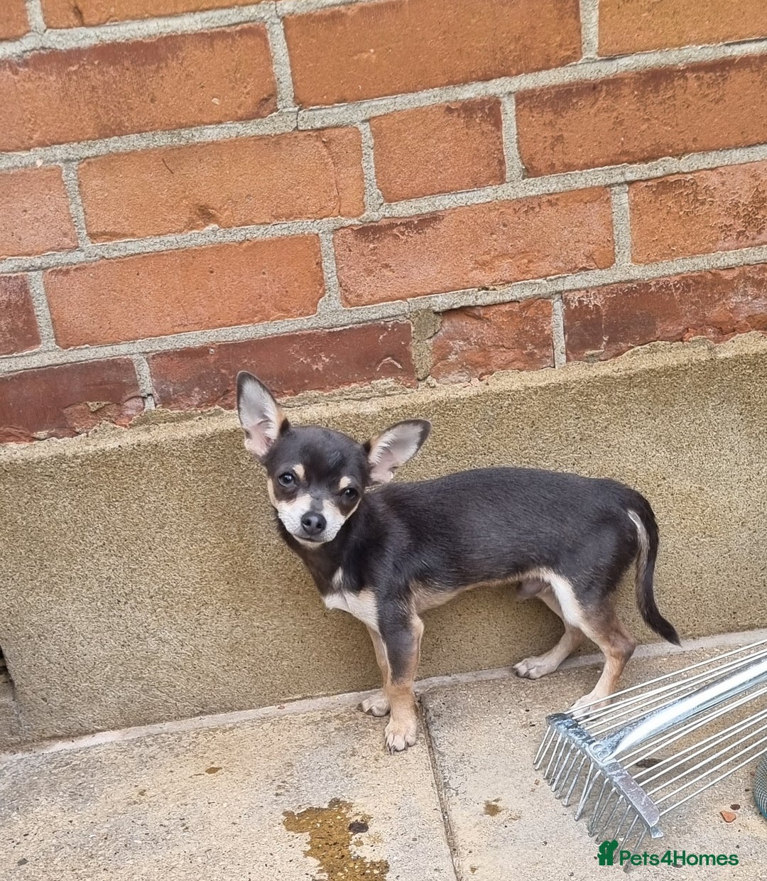 Chihuahua dogs for stud: Beautiful tri lilac boy - Image 1