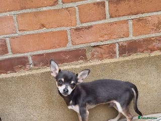 Chihuahua dogs Stud Beautiful tri lilac boy - Advert 20