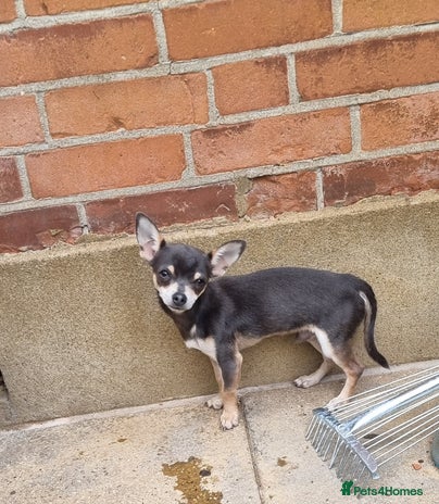 Chihuahua dogs - Advert 10