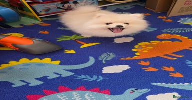 Pomeranian dogs Little Pomeranian puppy  - Advert 11