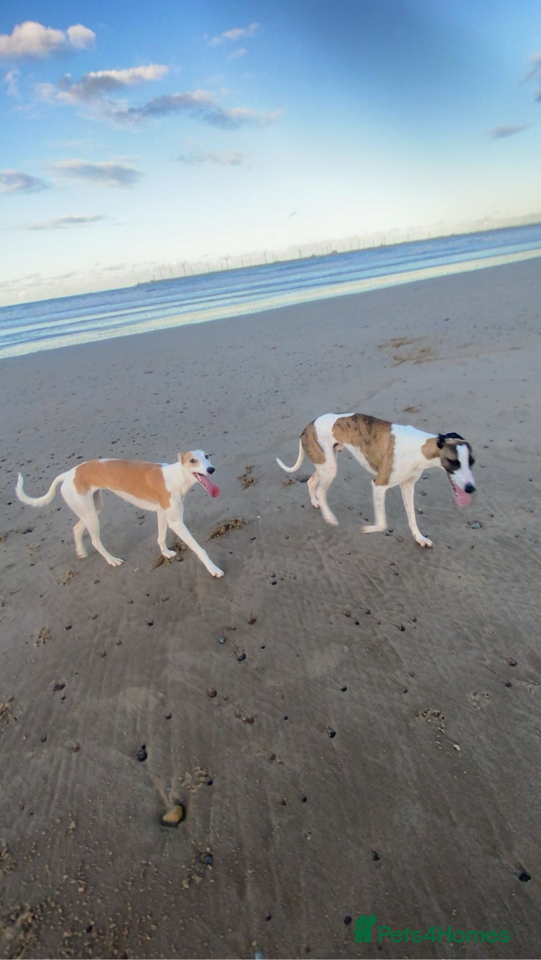 Whippet dogs for sale: 8 WHIPPET PUPPIES   - Image 15