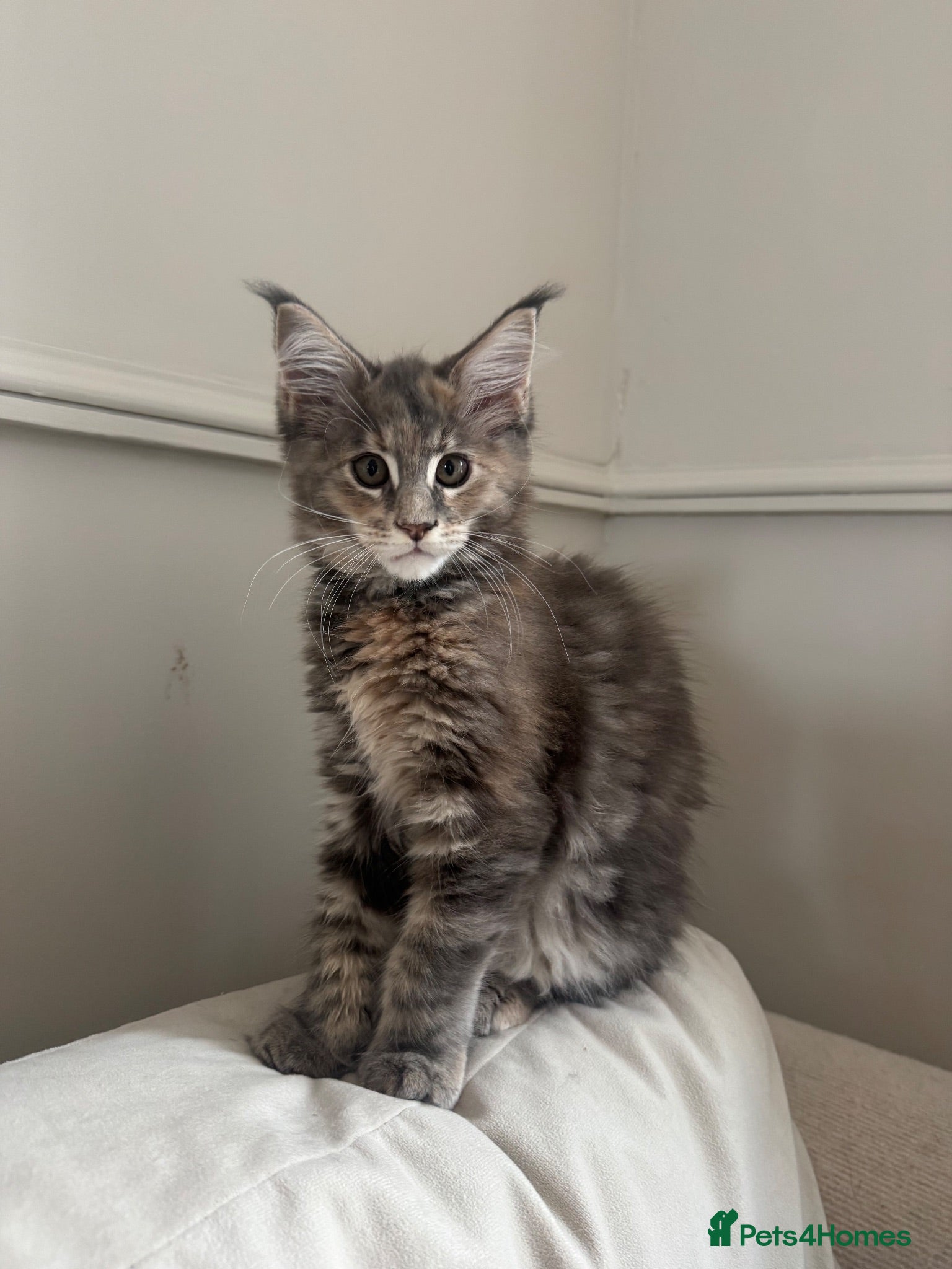 Maine Coon cats     ✨TICA Maine Coon Kittens | Licensed Breeder✨ - Advert 1