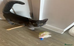 Russian Blue cats for sale: Russian British shorthair mix males  - Image 1