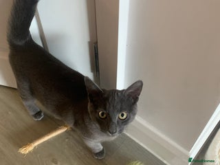 Russian Blue cats - Advert 27